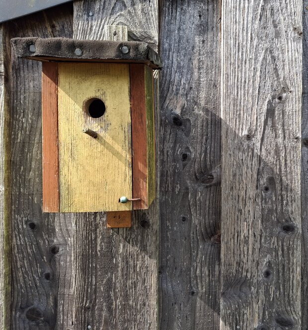 Nistkasten an einer Holzschuppenwand