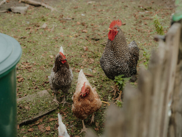 Ein paar Hühner in einem Gehege